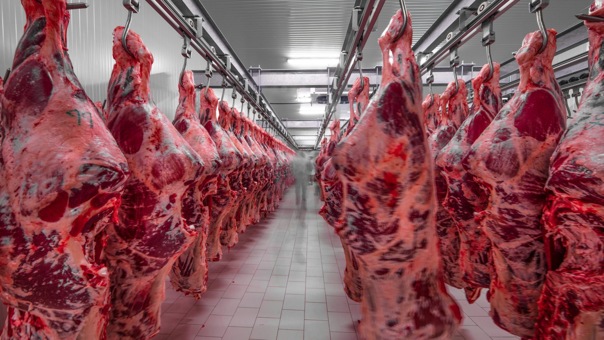 Rinnovabili • Finanziamenti industria carne: +15% in 4 anni, trend insostenibile