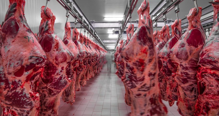 Rinnovabili • Finanziamenti industria carne: +15% in 4 anni, trend insostenibile