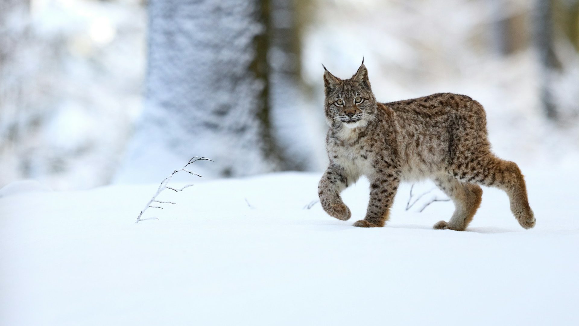 Rinnovabili • Giornata mondiale natura selvatica 2024: il digitale ci salverà?