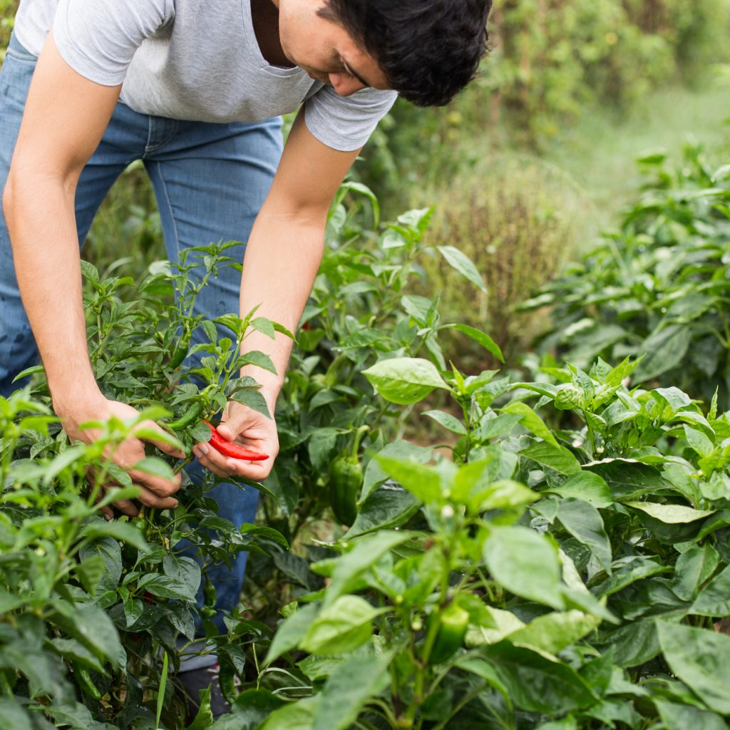 giovani agricoltori