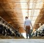 Inquinamento PM2.5 allevamenti: in Lombardia il 25% dipende da bovini e suini
