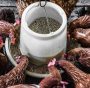 Sussidi PAC: l’80% va a prodotti animali ad alta intensità emissiva