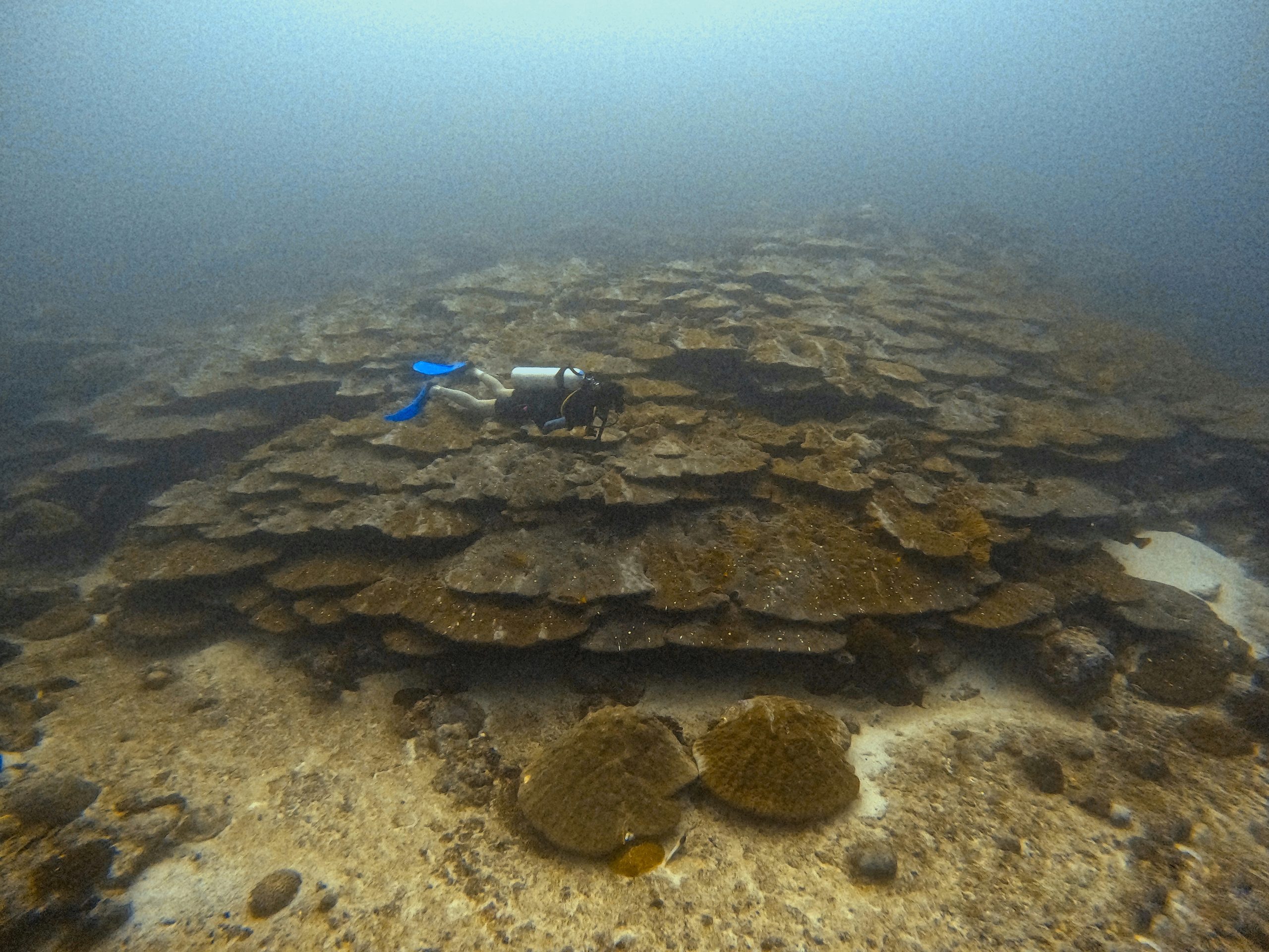 Coralli giganti