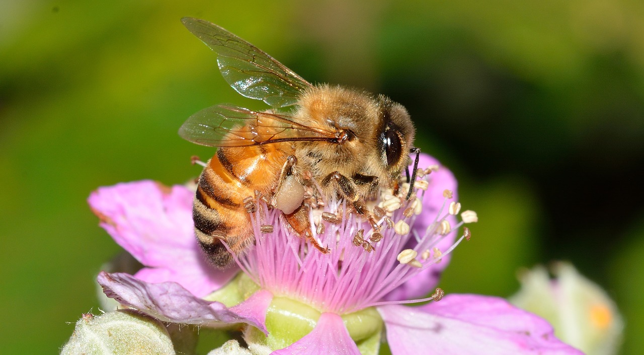 Giornata mondiale delle api 2024