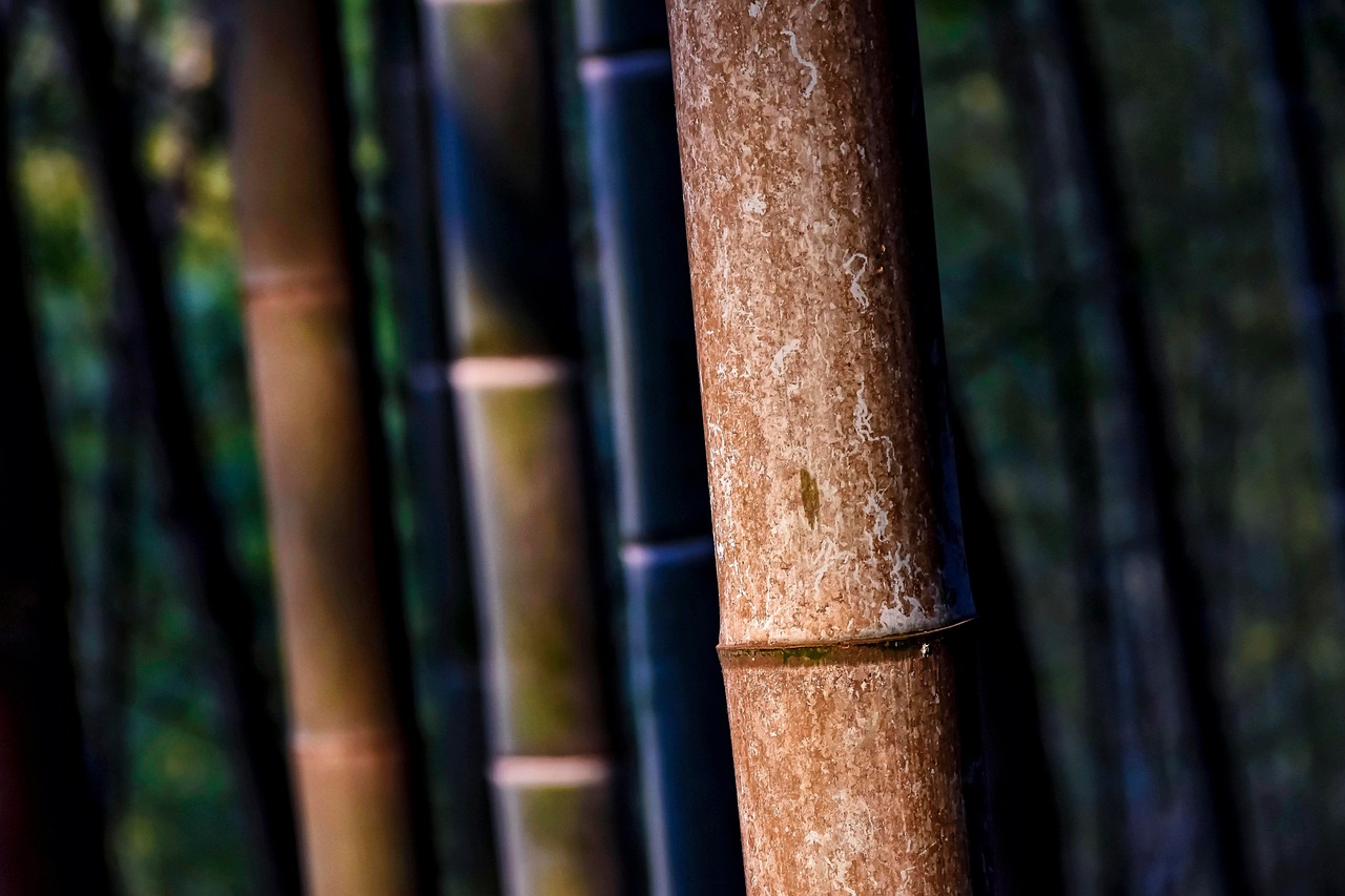 Rinnovabili • Bambù trasparente