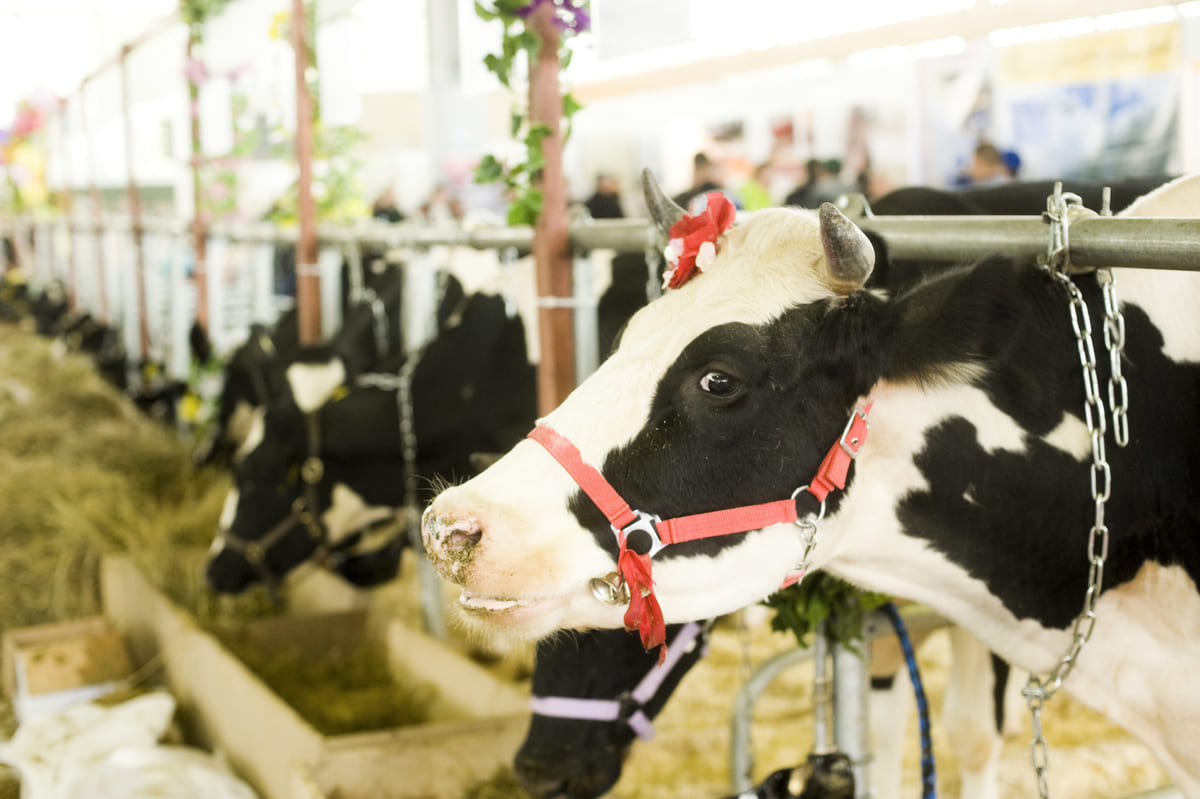 Rinnovabili • Emissioni Agricoltura: la Danimarca le tasserà dal 2030