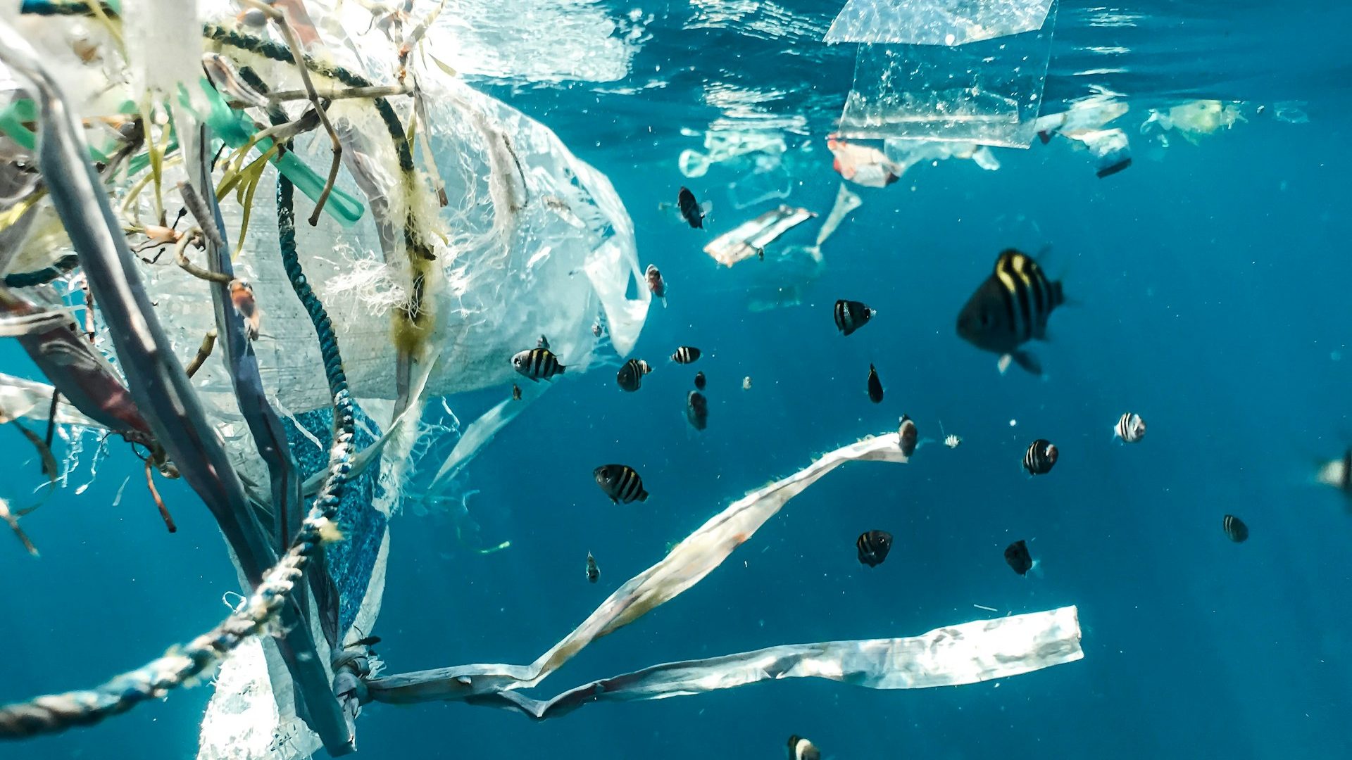 Rinnovabili • riduzione della plastica negli oceani