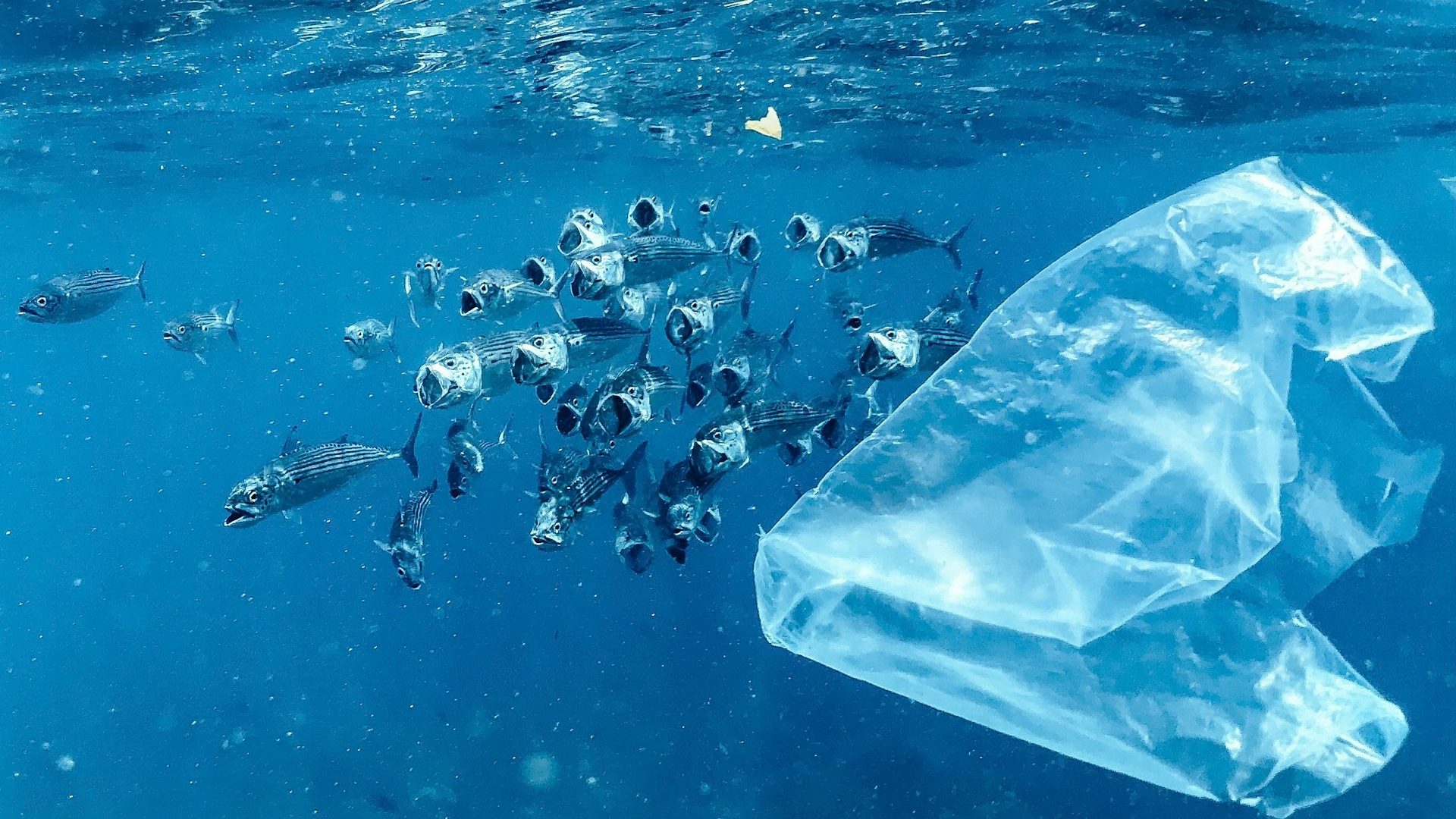 Rinnovabili • conseguenze della plastica negli oceani