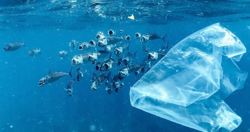 Rinnovabili • conseguenze della plastica negli oceani