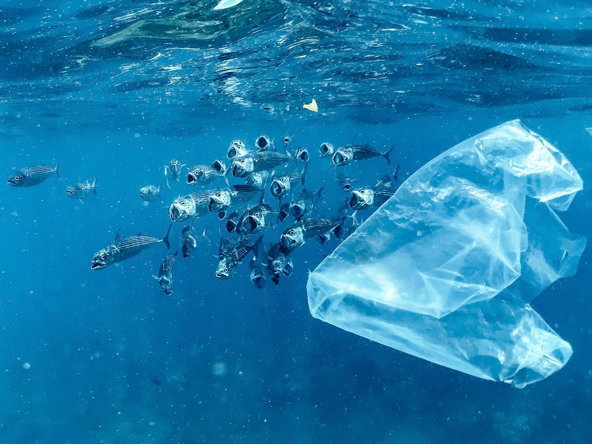 conseguenze della plastica negli oceani