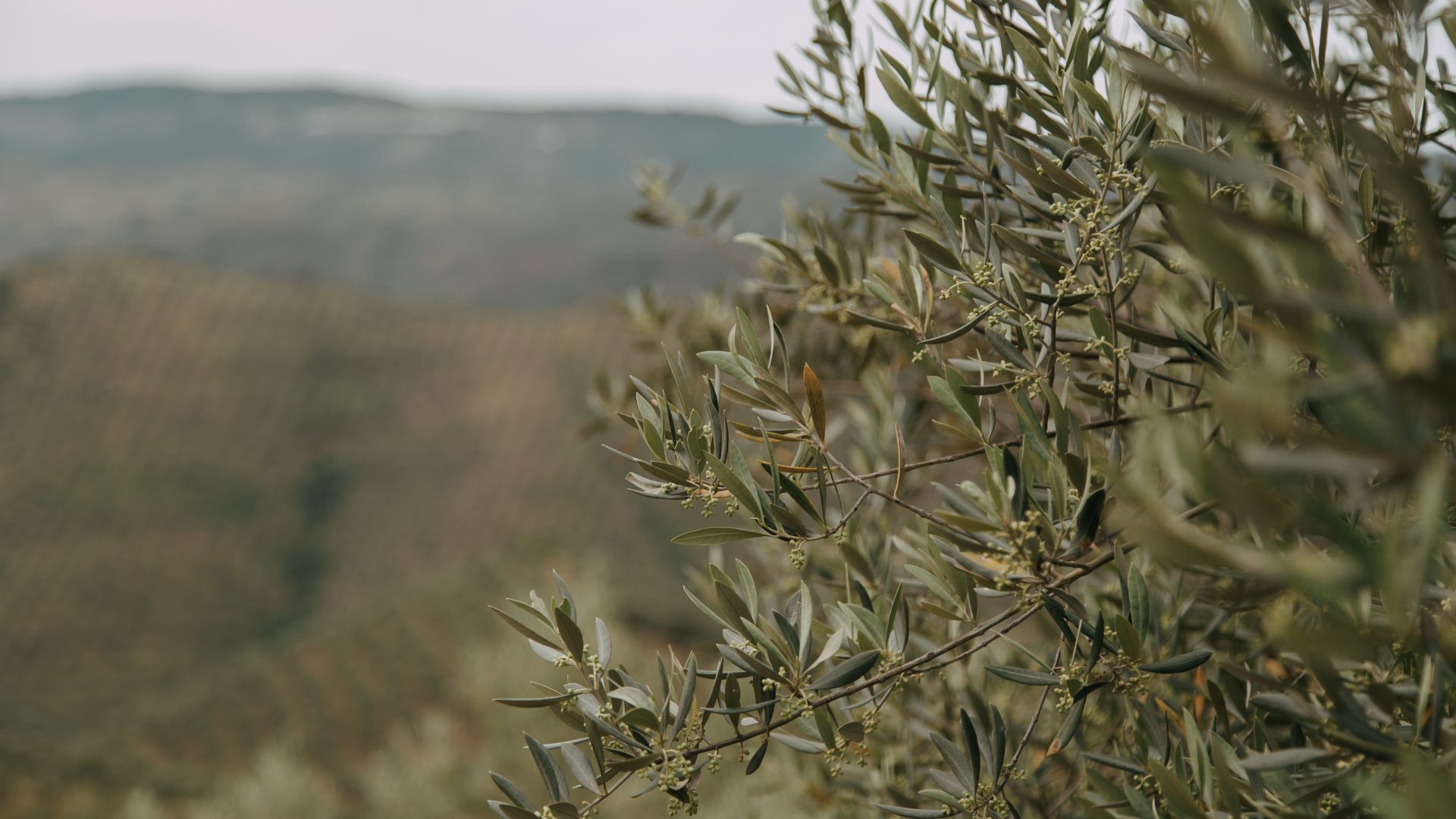 Rinnovabili • Cala la produzione di olio d'oliva