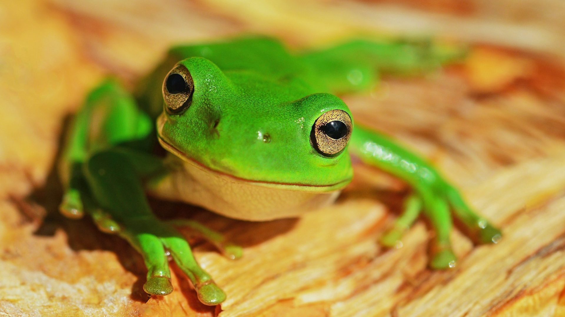 Rinnovabili • Finanza per la biodiversità: + 40% in 1 anno, ma obiettivi lontani