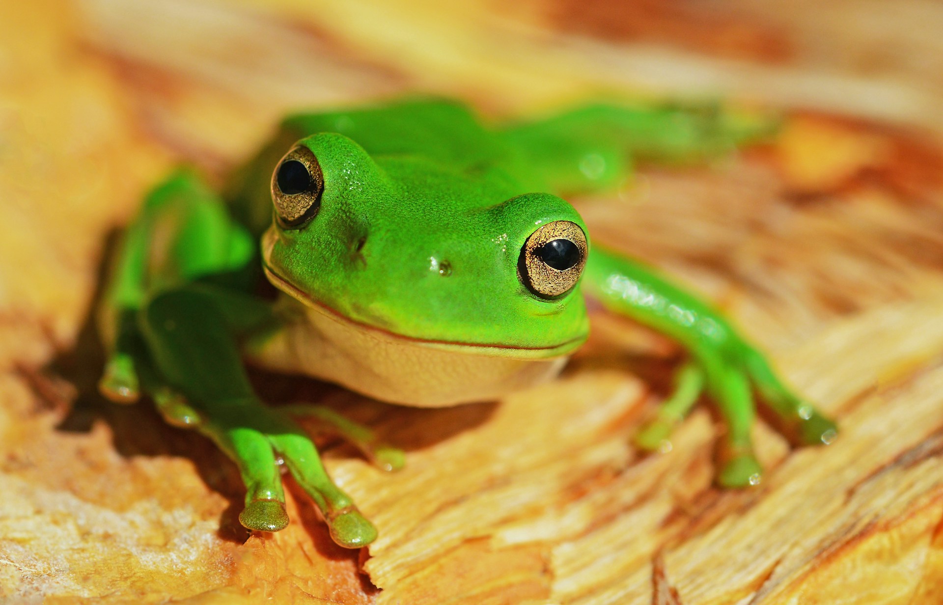 Finanza per la biodiversità: + 40% in 1 anno, ma obiettivi lontani