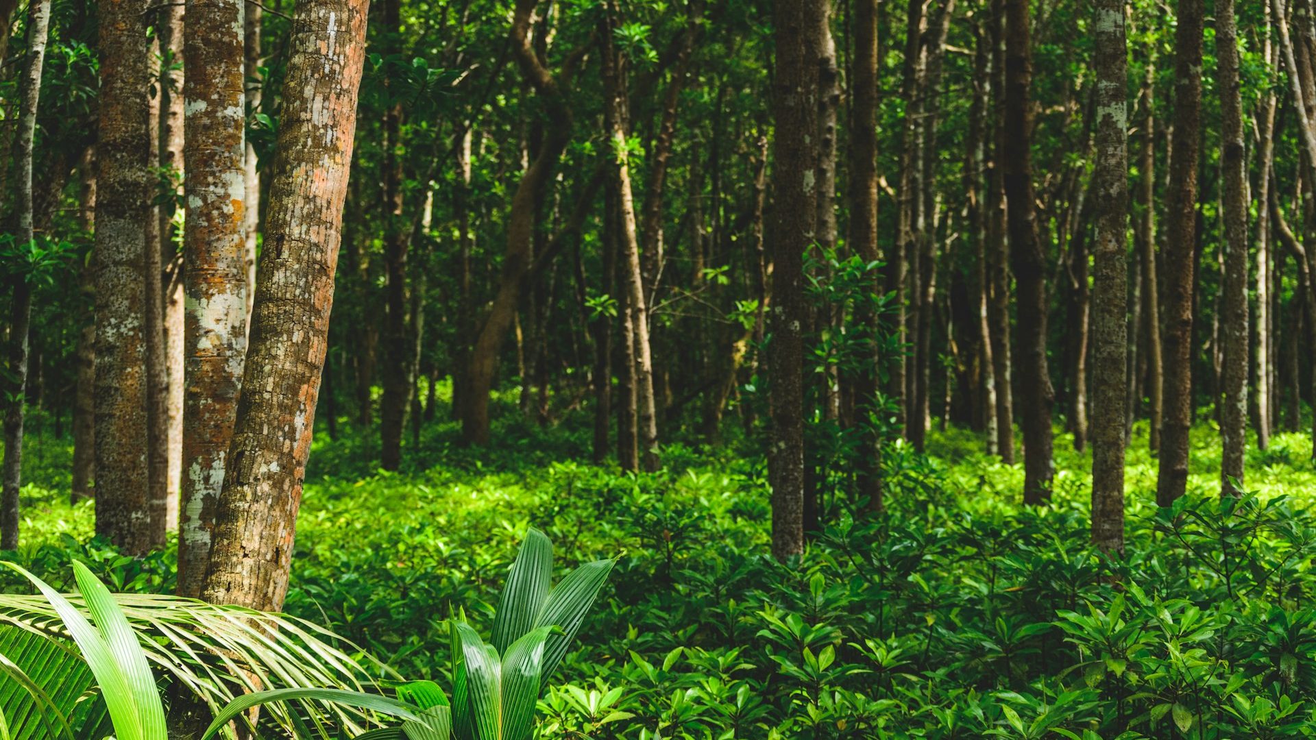 Rinnovabili • Foreste tropicali: caldo e siccità aumentano la perdita di carbonio