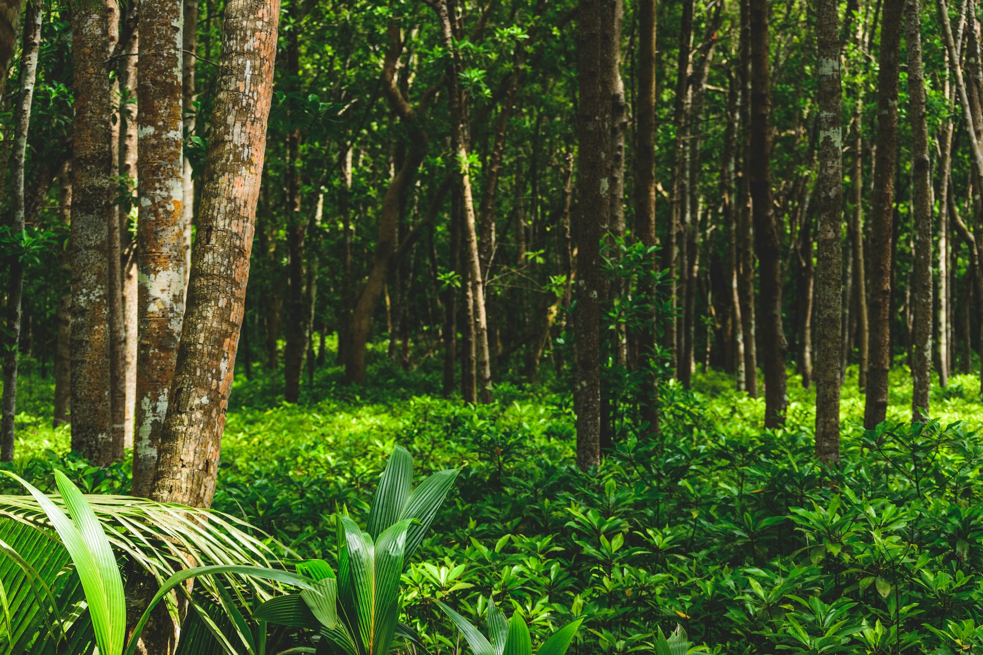 Rinnovabili • Foreste tropicali: caldo e siccità aumentano la perdita di carbonio