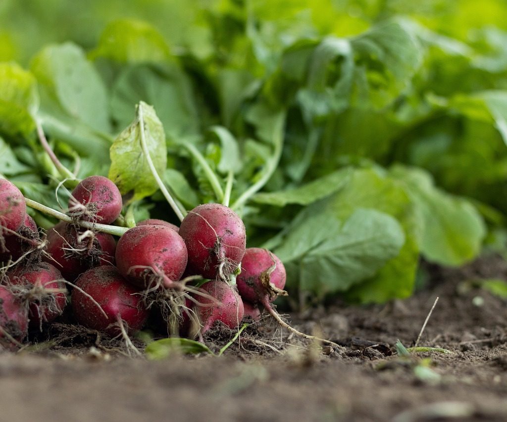 L’UE sostiene l’agricoltura biologica in modo efficace?