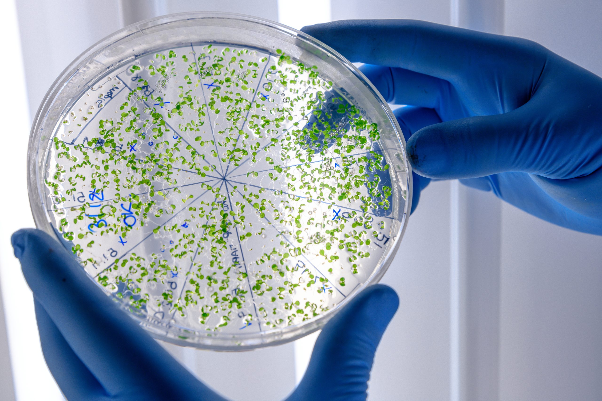 Proteine e vitamine dalla CO2, le nuove frontiere della ricerca sull’alimentazione sostenibile