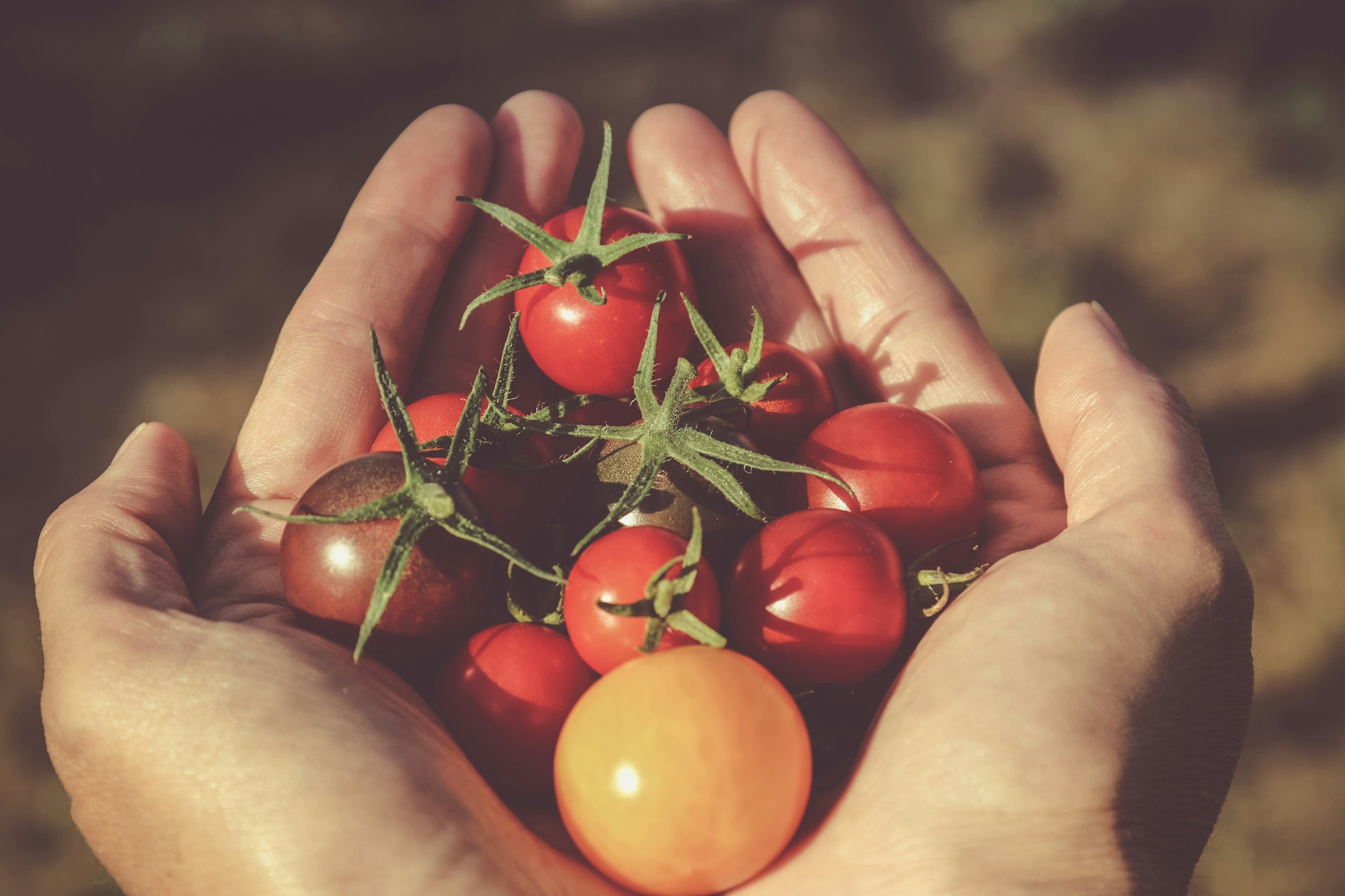 Rinnovabili • scarti alimentari