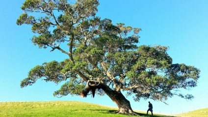 Rinnovabili • Contrasto alla deforestazione: siamo fuori strada per target 2030