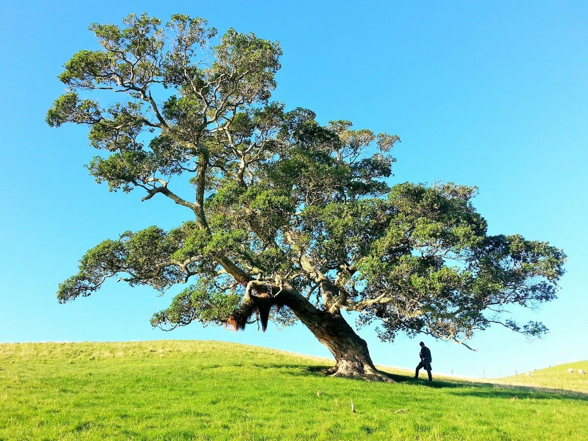 Rinnovabili • Contrasto alla deforestazione: siamo fuori strada per target 2030