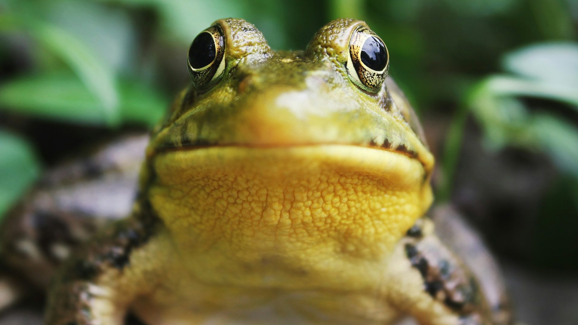 Crisi biodiversità: il collasso ci avvicina a punti di non ritorno