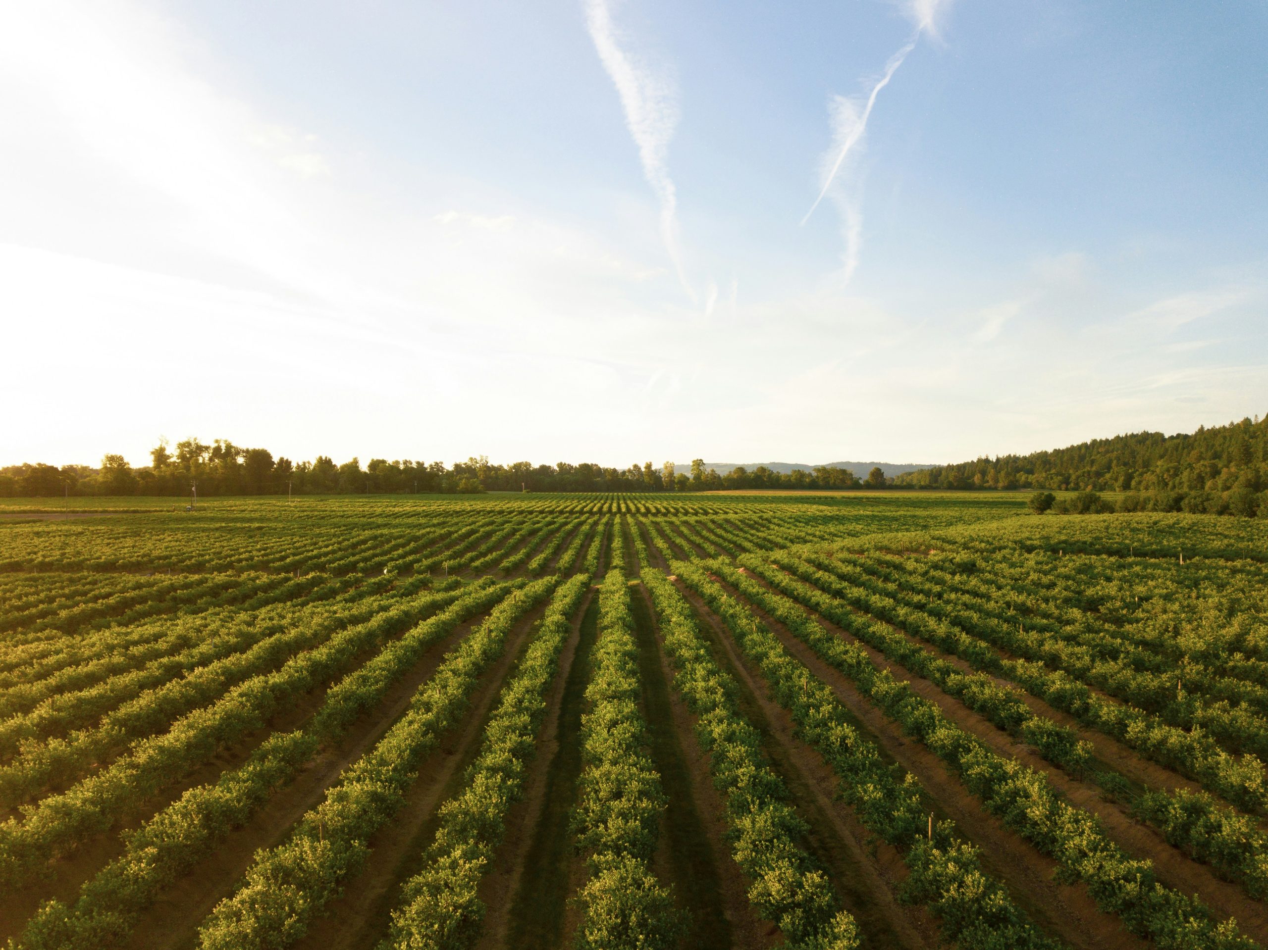 Innovazione tecnologica, il ponte che collega l'agricoltura al futuro