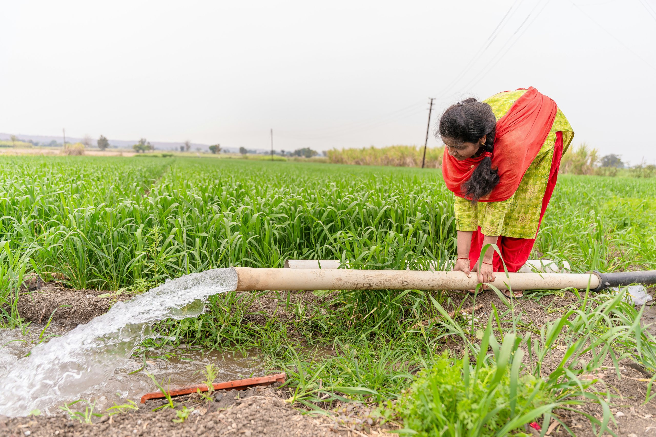 Stress idrico e agricoltura, la grande sfida dell’alimentazione globale