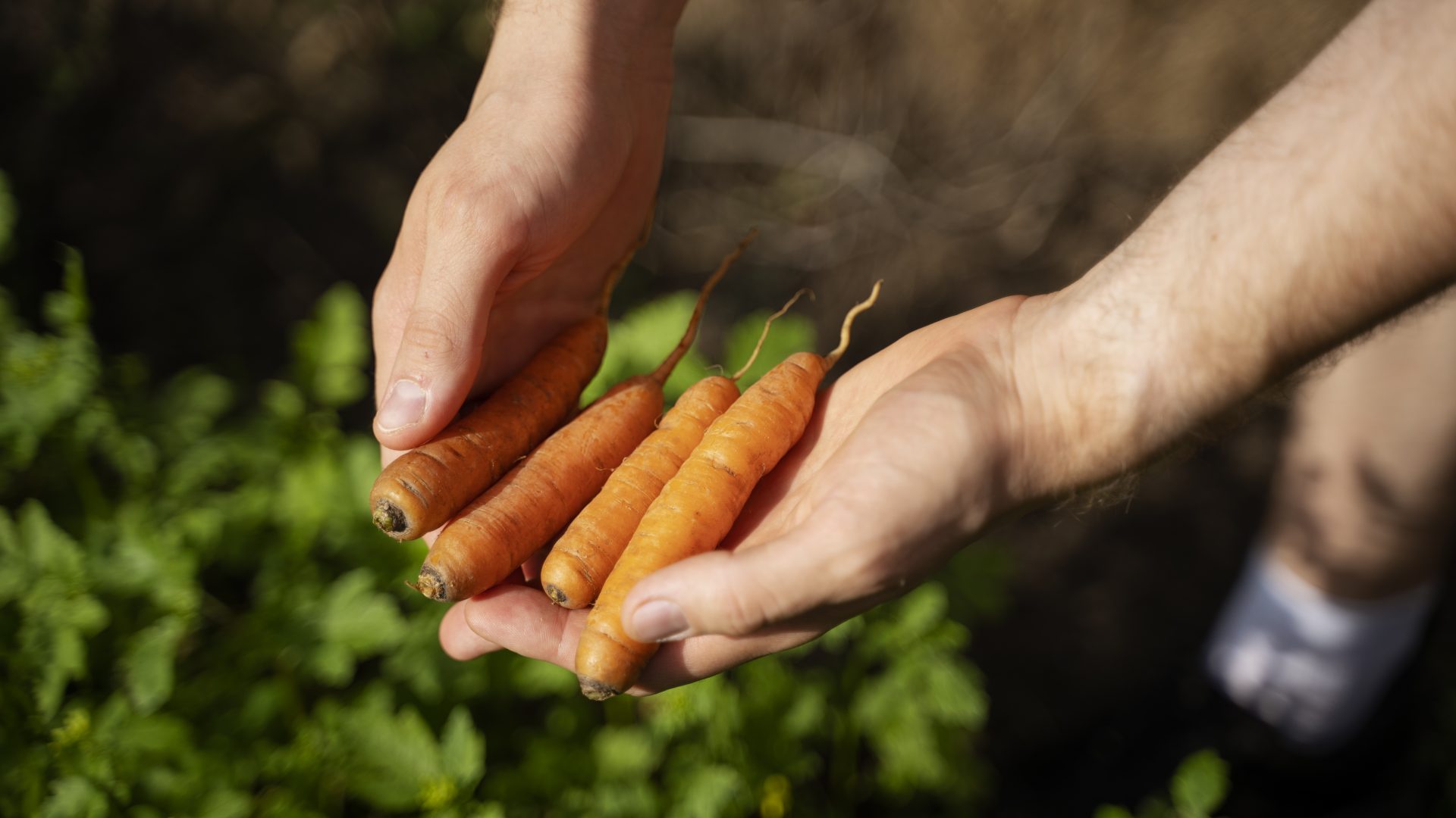 Rinnovabili • La transizione ecologica dell’agricoltura diventa agroecologica