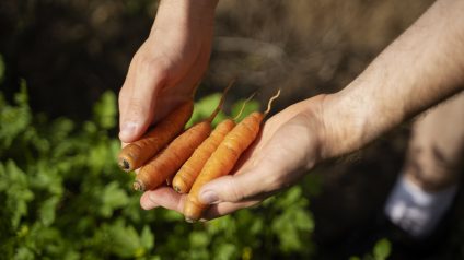 Rinnovabili • La transizione ecologica dell’agricoltura diventa agroecologica