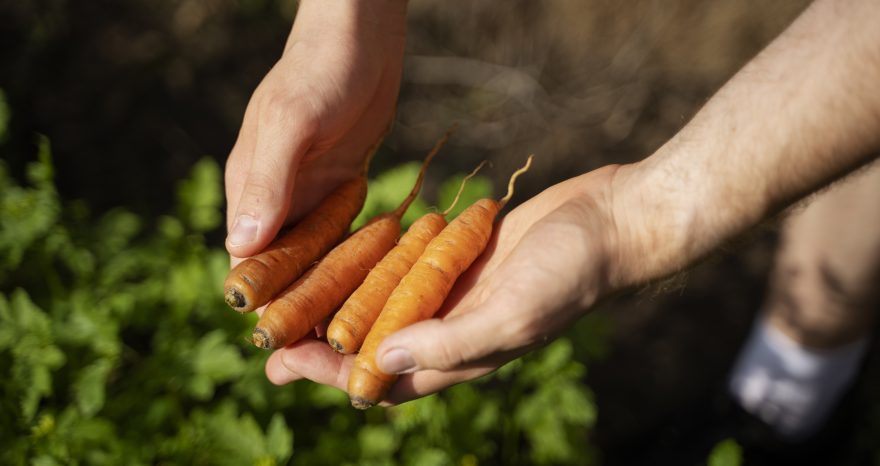 Rinnovabili • La transizione ecologica dell’agricoltura diventa agroecologica