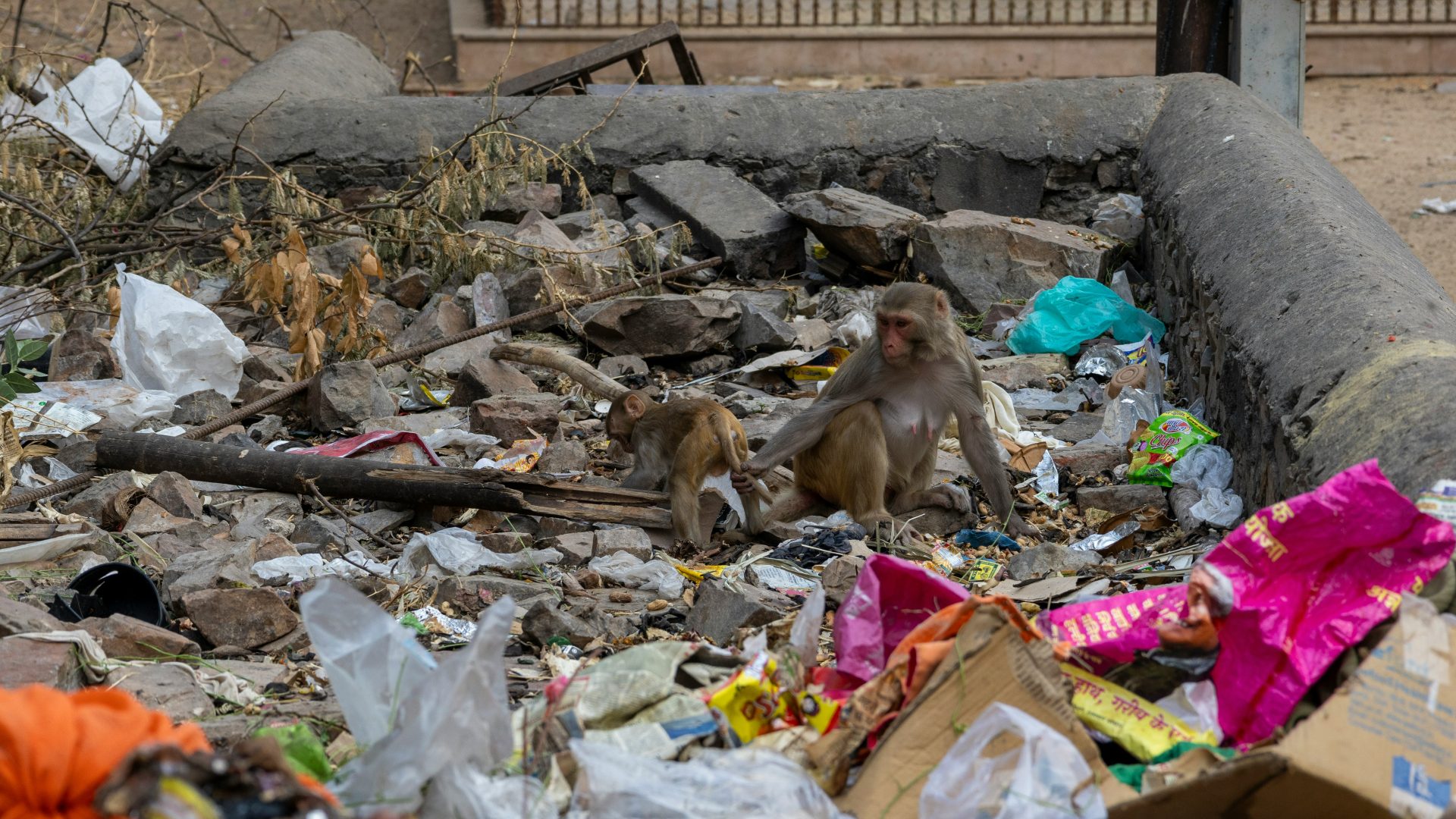 Rinnovabili • In India le donne creano lavoro dalla raccolta dei rifiuti in plastica