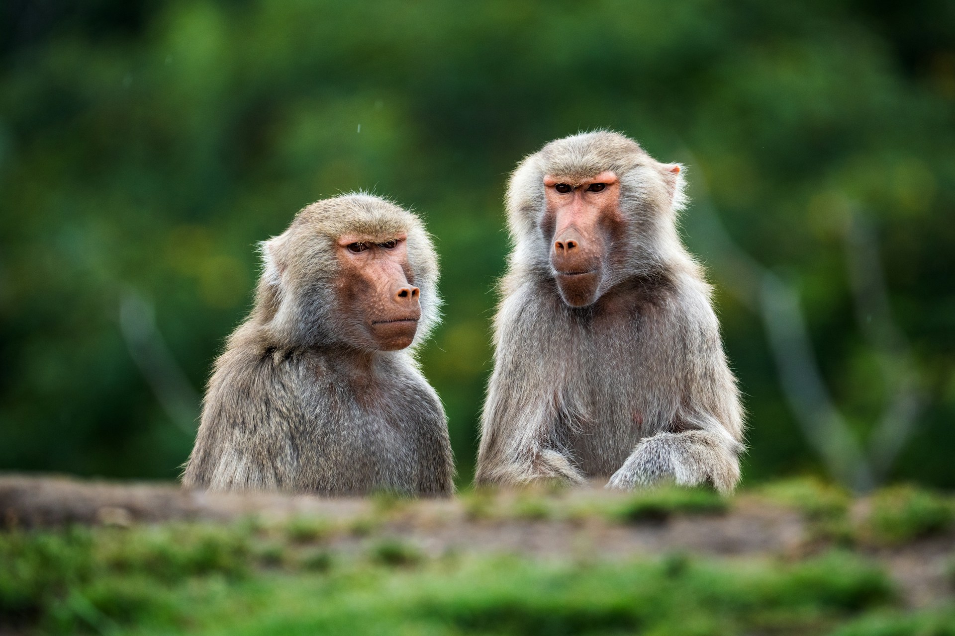 Minacce alla biodiversità: il 18% delle aree più preziose è a rischio