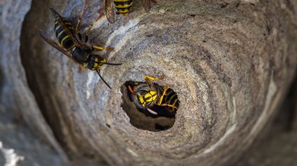 Rinnovabili • Un'agricoltura sana ha bisogno delle vespe