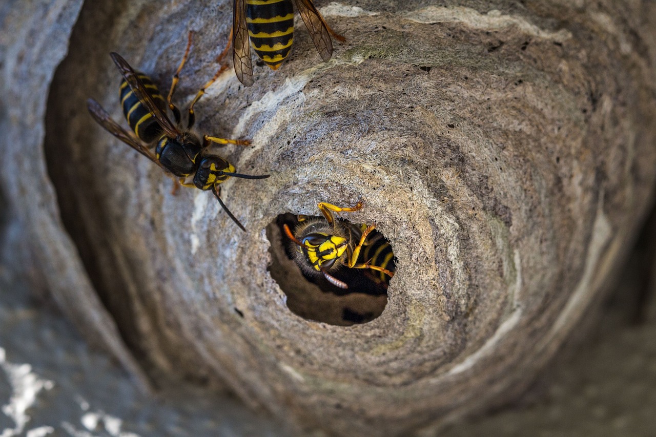 Un'agricoltura sana ha bisogno delle vespe