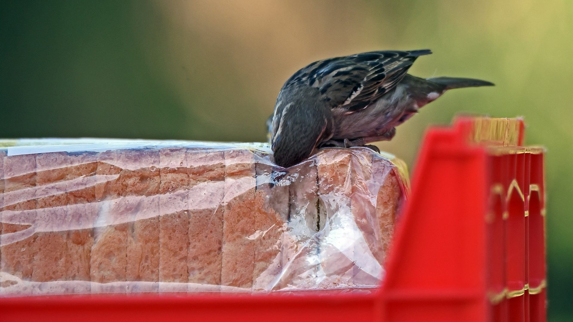 Rinnovabili • Plastica al supermercato, oltre il 50% del packaging dei prodotti alimentari è inutile