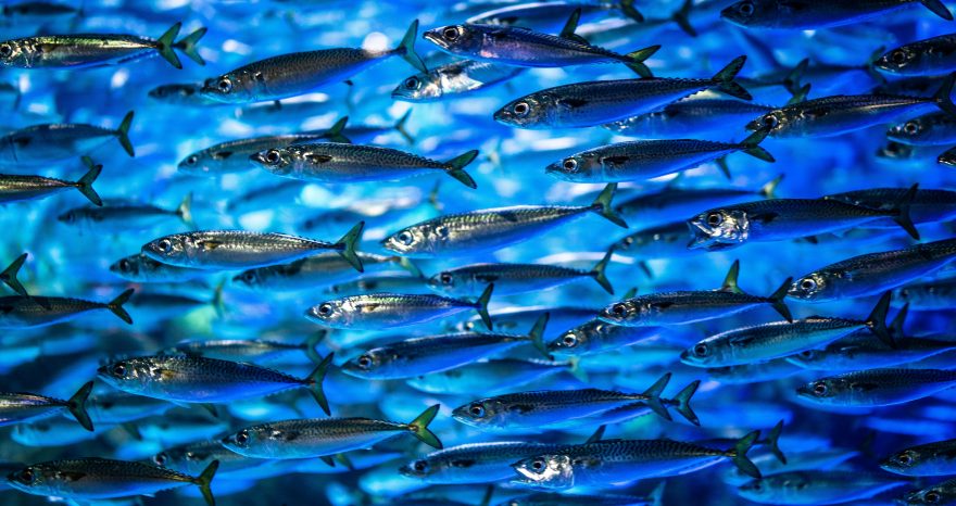 Rinnovabili • Squame di sardine, le mille applicazioni di uno scarto