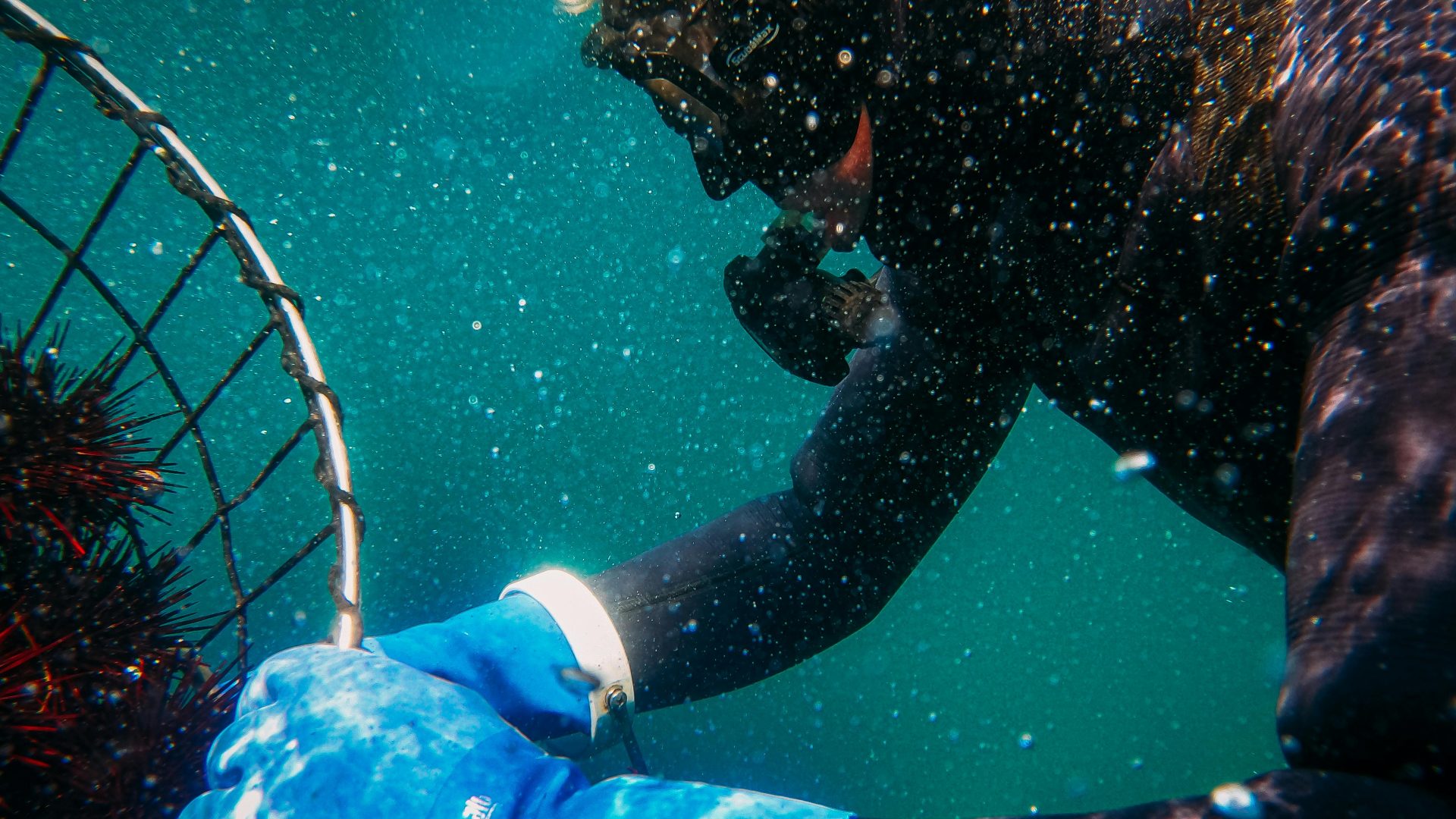 Rinnovabili • Acquacoltura in oceano aperto, una grande sfida per l’alimentazione globale