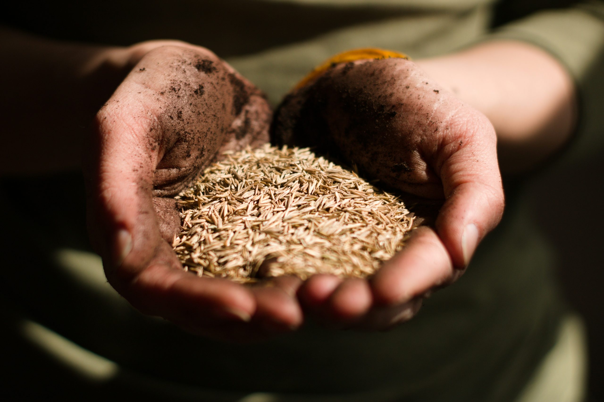 Rinnovabili • Sementi, filiera strategica per l’agricoltura