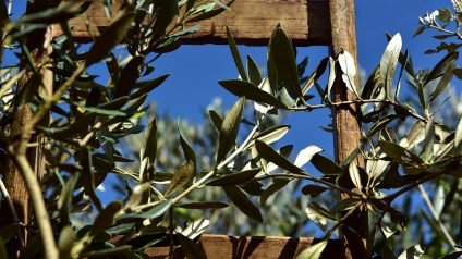 Rinnovabili • Olio d’oliva, dagli scarti del frantoio biopesticidi contro la Xylella