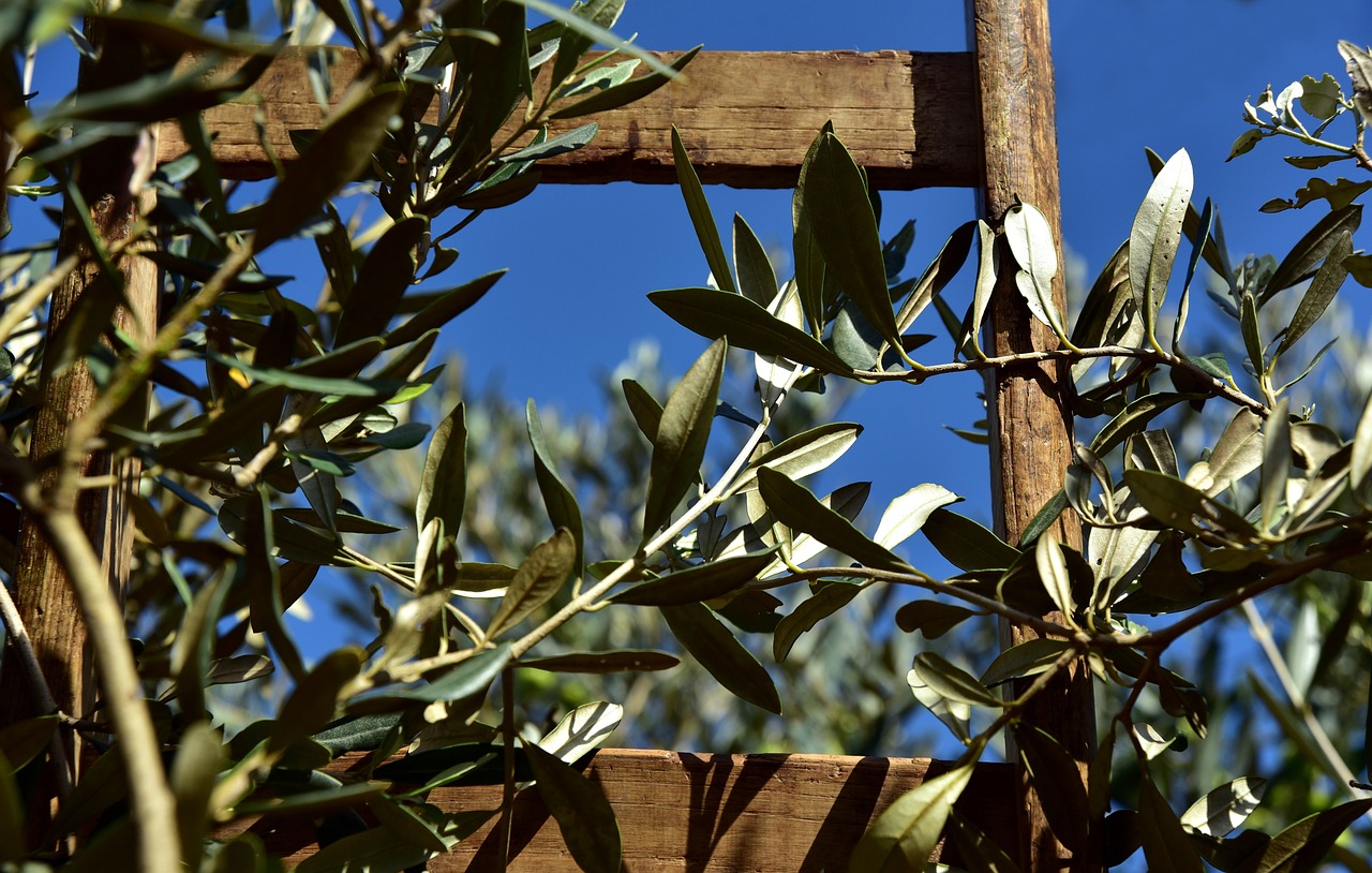 Rinnovabili • Olio d’oliva, dagli scarti del frantoio biopesticidi contro la Xylella